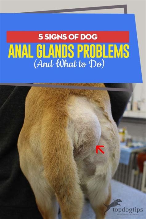 my dogs butt is leaking|Help! My Dog’s Anal Glands are leaking. (7 reasons